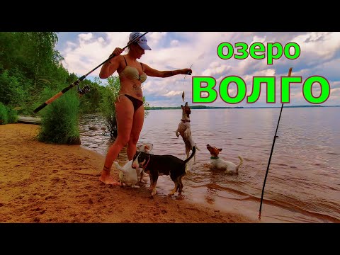 Видео: Рыбалка на озере Волго! ЖАРА, ЖЕНА и ДЖЕКИ! Верхневолжские озёра