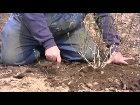 Видео: Размножение форзиции