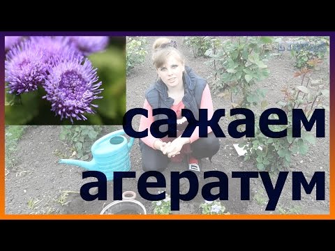 Видео: АГЕРАТУМ посадка выращивание уход вредители болезни подкормка размножение агератума