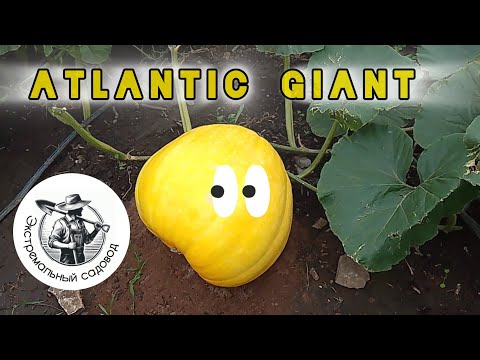 Видео: 🎃 25. Нюансы выращивания! Тыква Атлантический Гигант [Atlantic Giant] Сезон 2024 г.