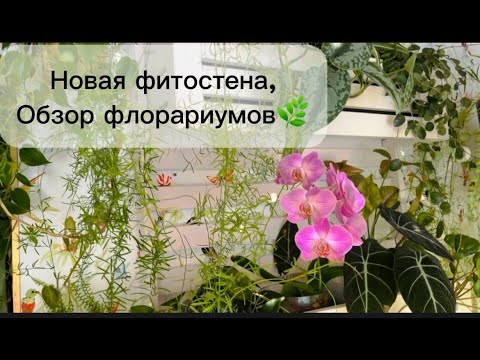 Видео: Новая фитостена, обзор флорариумов!🌿💚