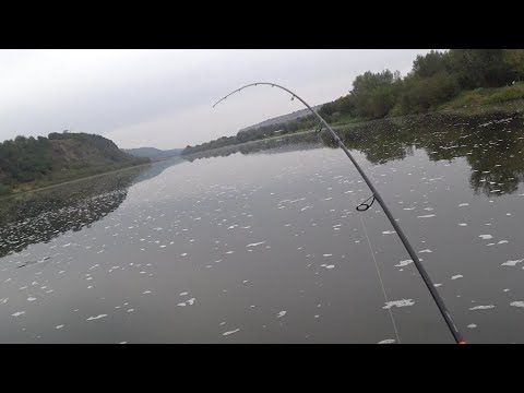 Видео: На Дністрі клює
