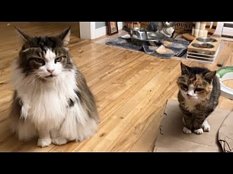 Видео: 🔉Большой и маленький 😸😸 Мисс Маффи сидит слишком близко к Луне 😲
