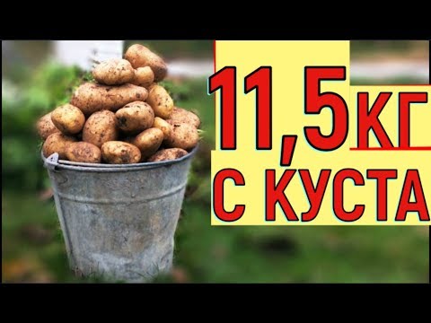 Видео: УРОЖАЙ КАРТОФЕЛЯ   ВЕДРО С КУСТА  ВЫРАЩИВАНИЕ КАРТОШКИ В ЯЩИКЕ