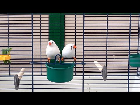 Видео: #Полеты_птиц_вне_клетки