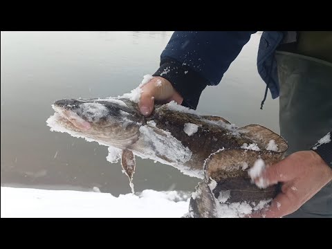 Видео: Проверка закидушек на налима.Чумыш 7.11.25г.