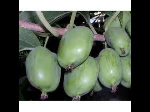 Видео: Актинидия киевской селекции: как я восстановил плодоношение