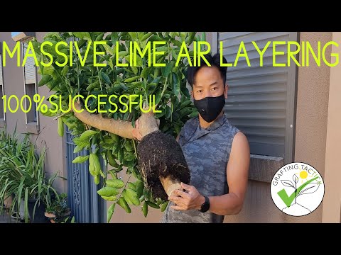 Видео: Метод воздушных отводков «липа»
