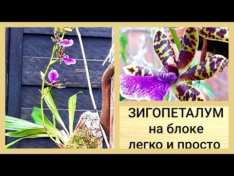Видео: Орхидея ЗИГОПЕТАЛУМ -жизнь продолжается ☺