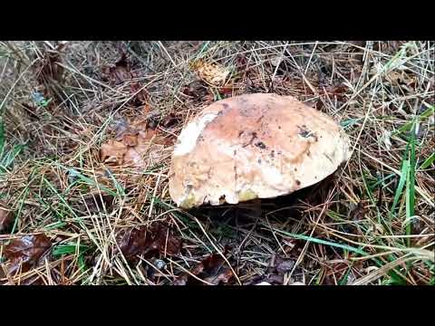 Видео: Кайф.Назбирали купу грибiв!Польськi,бiлi,зеленушки.