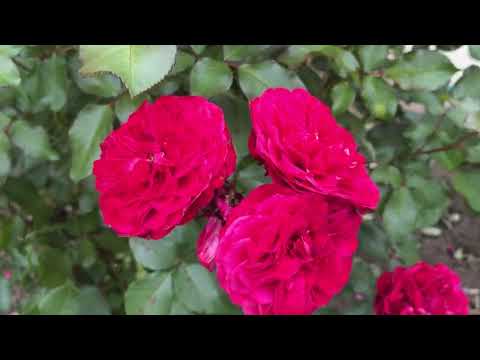 Видео: Прогулка по саду в начале июля 2025.