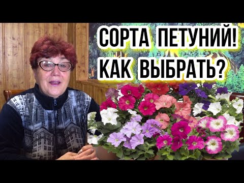 Видео: Много сортов петуний! Как выбрать? Обзор