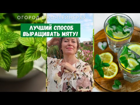 Видео: Выращивайте мяту без забот!