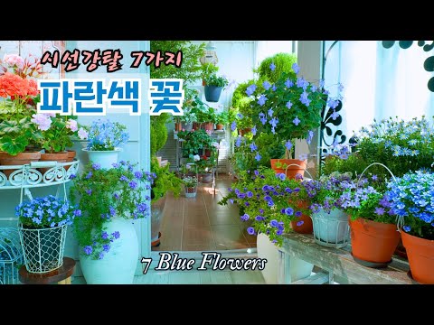Видео: [4K] 7 привлекательных синих цветов