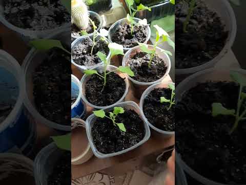 Видео: Зима в апреле. Моя рассада на окнах и в теплицах.
