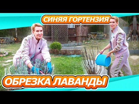 Видео: 19 апреля ДАЧА | ОБРЕЗКА ЛАВАНДЫ | ХРИЗАНТЕЛЛЫ | СИНИЕ ГОРТЕНЗИИ