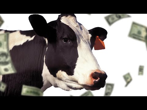 Видео: КАК ДОИТЬ МАТЬ НА ДЕНЬГИ!?!?!??!?!??!?!?