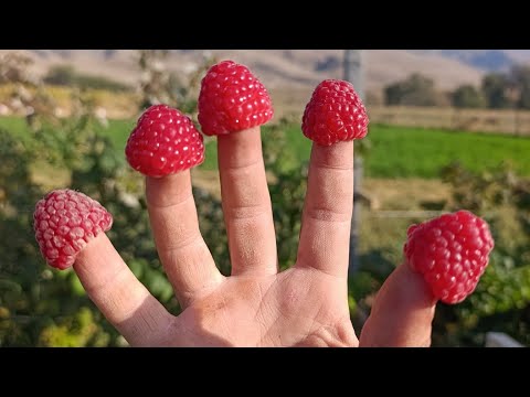 Видео: #малина #маравилла +996227102222 #сортовые #ягода #Жалад абад