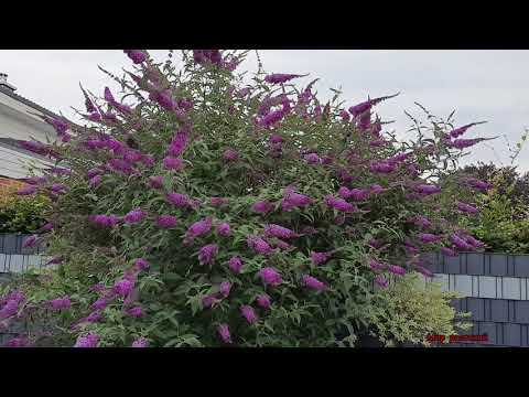 Видео: Буддлея Давида _ кустарник фонтан для бала бабочек!