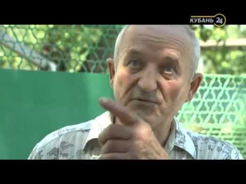 Видео: 22.07.16 «Горячая линия». Спиленная черешня