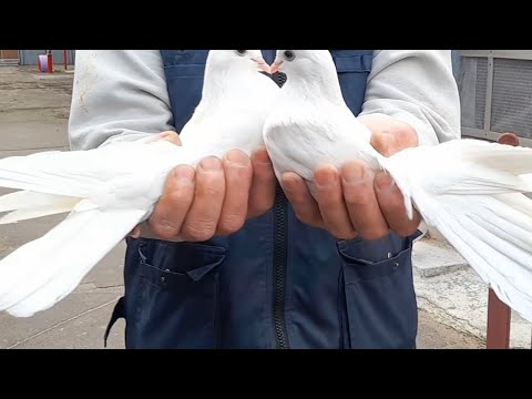 Видео: голуби Гапонова Юрия .видео для друзей .