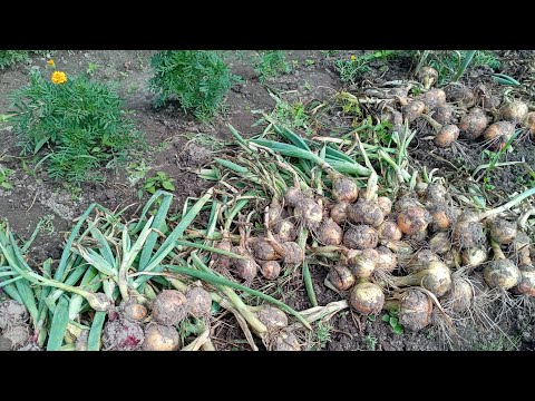 Видео:  Дневник/Калейдоскоп/Мой завтрак/Один день из жизни  пенсионерки😍🌼