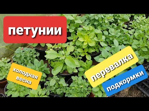 Видео: Петуния/Ампельная/Серии Тайдал, Опера, Изи /Вегетативная петуния