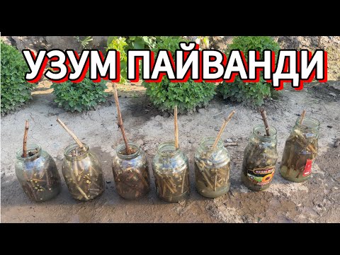 Видео: Узум Пайванд килиш