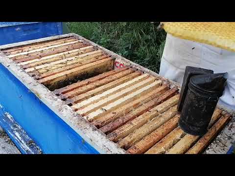 Видео: 40 дней матка в изоляторе!