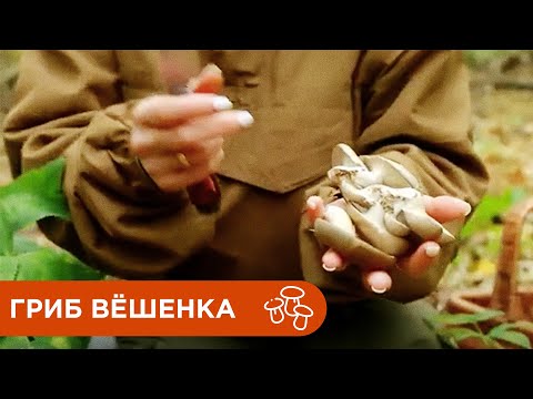 Видео: Гриб Вёшенка Обыкновенная. Где Растут Грибы Вёшенки?