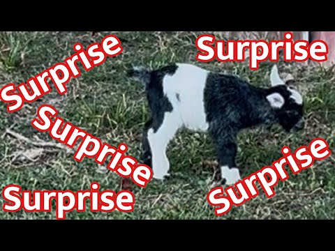 Видео: Шокирован и удивлен.