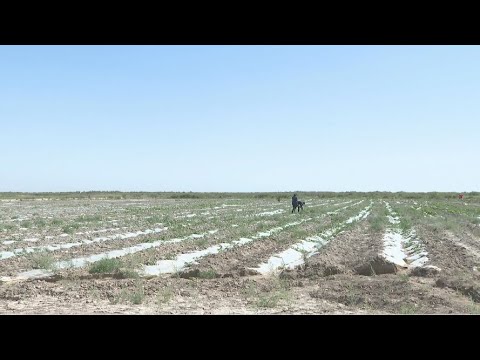 Видео: Қызылордалықтар күріштің орнына картоп екті