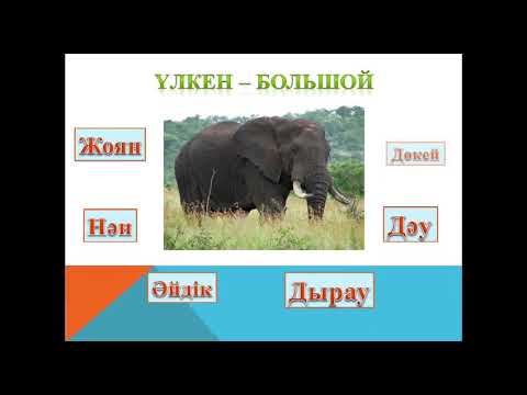 Видео: «Диалект сөздер» Бейне шолу