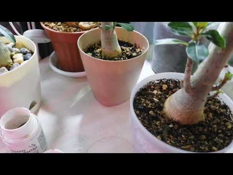 Видео: Обработка от вредителей, обрезка и прививания адениумов. 17.01.25г