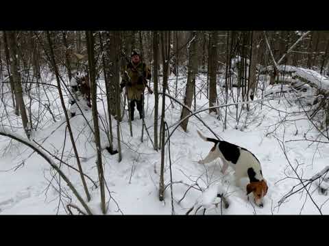 Видео: Охота на зайца с Русской пегой гончей 26.11.2021 г.