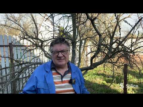 Видео: Как облепихе обойтись без мужчины?