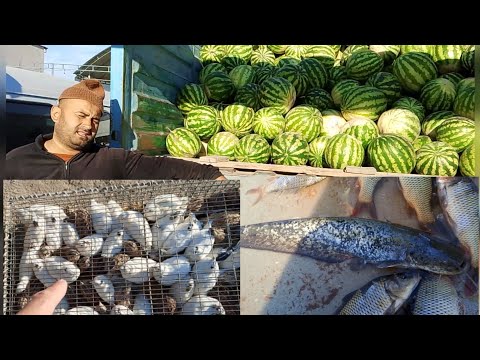 Видео: ХОРАЗМ ШОВОТ ЧОКЛИ БОЗОРИ НАРХЛАРИ #нархлари#хоразм#хоразмбозор #rek 