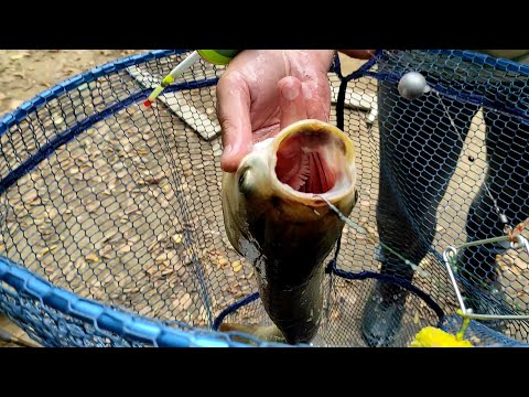 Видео: Старі Кути. Спіймав-відпустив.