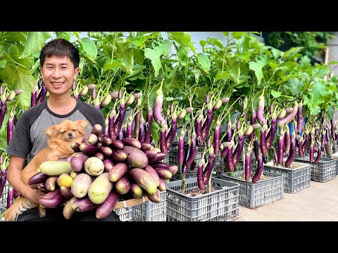 Видео: Попробуйте этот трюк – мои баклажаны дали в 10 раз больше плодов!