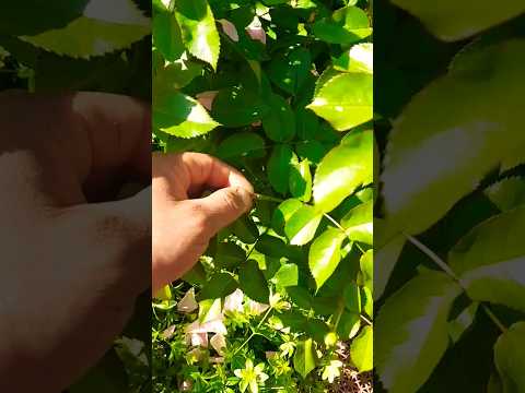 Видео: ОСНОВНЫЕ ПРИЧИНЫ почему не цветут #розы и что такое слепые побеги. Как можно это исправить?