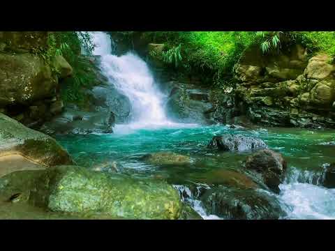 Видео: Вы точно не ожидали, что река в тропическом лесу может быть такой успокаивающей!