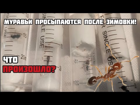 Видео: Муравьи проснулись! Как муравьи поживают после зимовки? 🤔