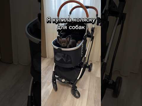 Видео: Коляска для собак 🐾