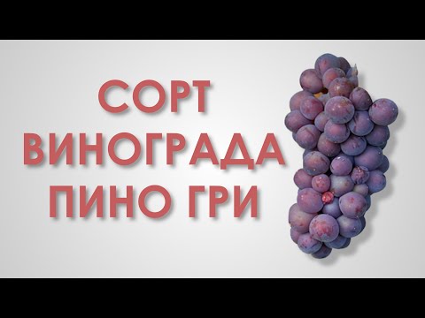 Видео: Виноголик. Сорт винограда Пино Гри.