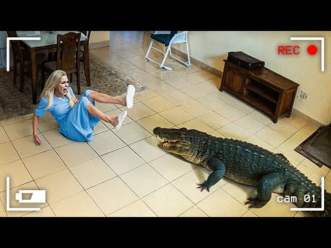 Видео: Случаи Вторжения Диких Животных в Города, Снятые на Камеру