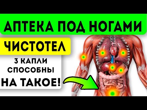 Видео: ЛЕЧИТ ПРАКТИЧЕСКИ ВСЕ! Настойка чистотела очищает легкие, желчный, печень, желудок, мочевой и даже…