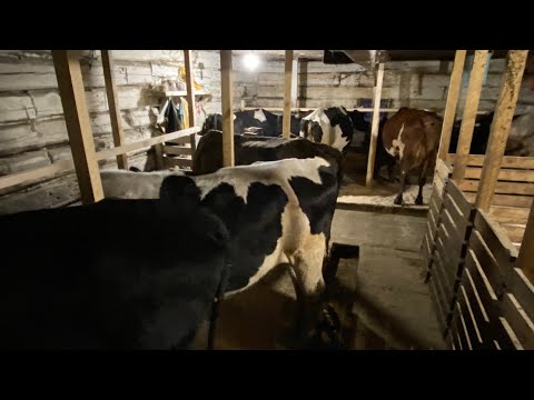 Видео: Коров поменял местами! Нетели в общем коровнике! Как очистить легко САРАЙ!