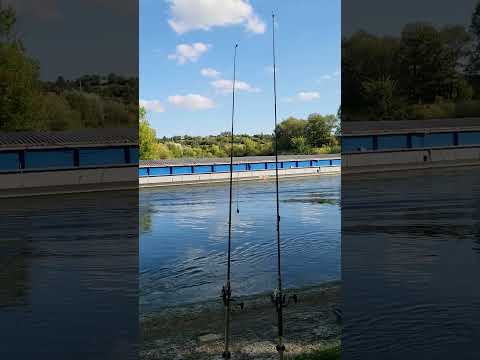 Видео: Рыбалка на Усача и Карпа река Майн Германия Бавария. 15.08.24.