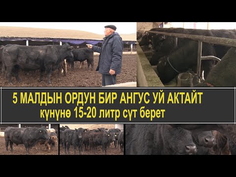 Видео: СУЗАК: 5 МАЛДЫН ОРДУН 1 АНГУС УЙ АКТАЙТ, 650 КГ ЭТ БЕРЕТ