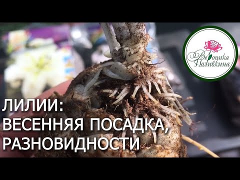 Видео: ЛИЛИИ: ПОСАДКА, ВИДЫ, УХОД